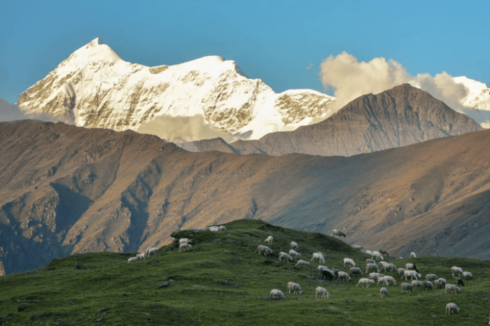 Ali Bedni Bugyal Trek by Expert travel guide