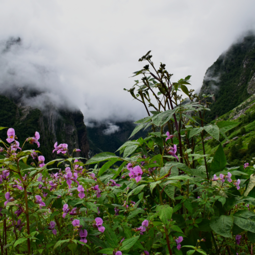 Valley of Flower trek images by Expert Travel Guide